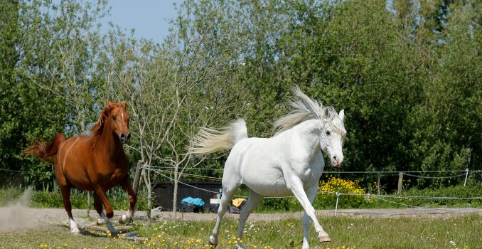 Is Beleef Ondernemen ook geschikt voor ruitercoaches?