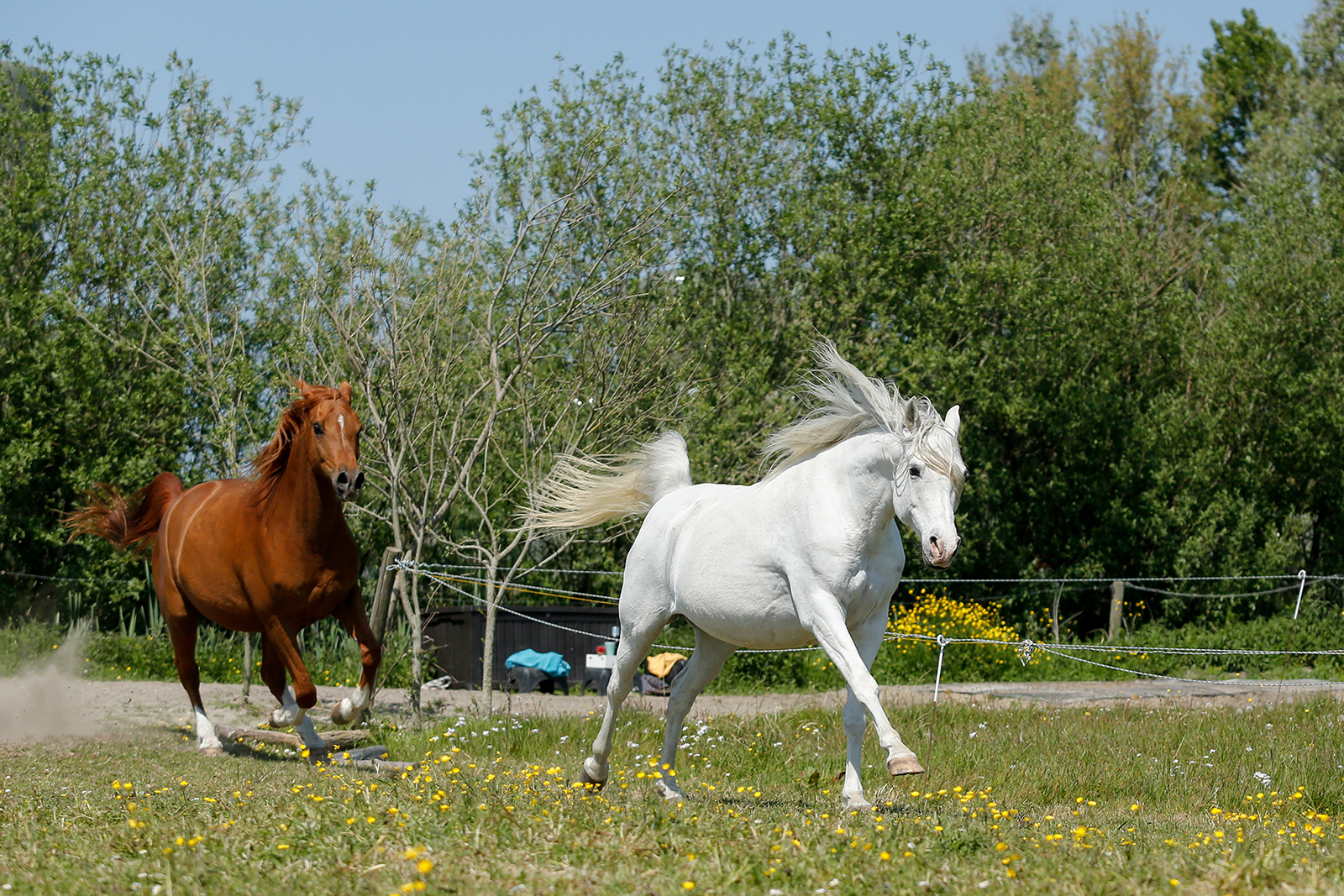Vind jij paarden stiekem nogal indrukwekkend?